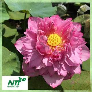 Hạt giống sen bạch diệp mĩ tn