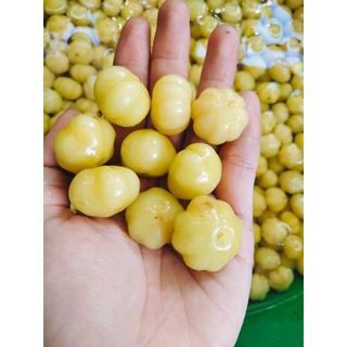 CHÙM RUỘT NGÀO ĐƯỜNG🍒500f