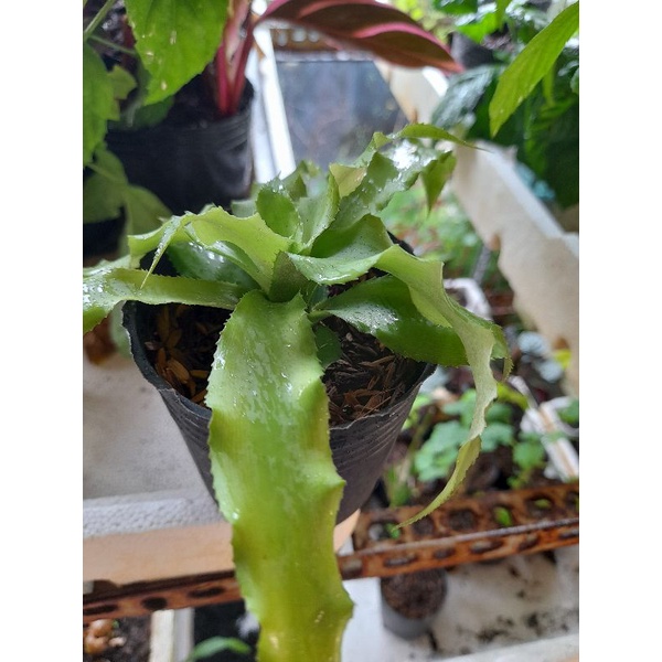 Cây sao thổ - hoa thơm   mang lại sự may mắn.