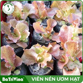 Thùng 1000 Viên nén ươm hạt BATRIVINA