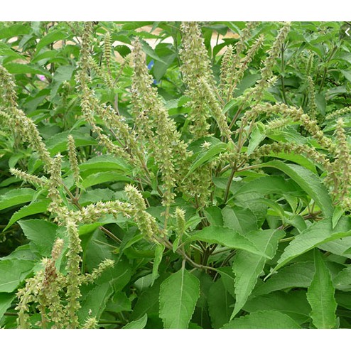 Lá tắm hương nhu đóng túi lọc