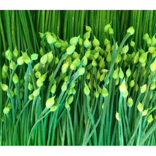 Hạt Giống Hẹ Ăn Bông Dễ trồng 1gr