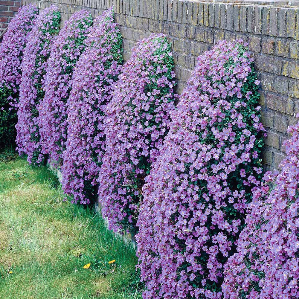 50h Hạt Giống Hoa Leo Đá Lâu Năm Chịu Hạn Aubrieta