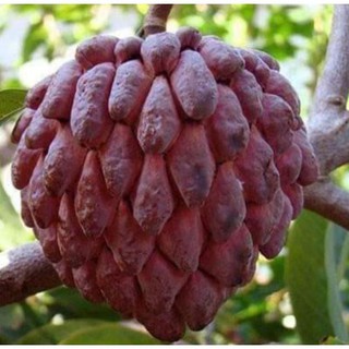 sản phẩm CÂY NA ĐỎ CAO SẢN