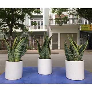 Lưỡi hổ để bàn kèm chậu sứ