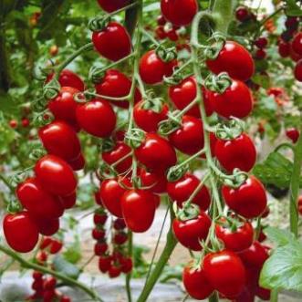 Hạt Giống Cà Chua Bi Siêu Quả F1  - Dễ Trồng, Dinh Dưỡng Cao