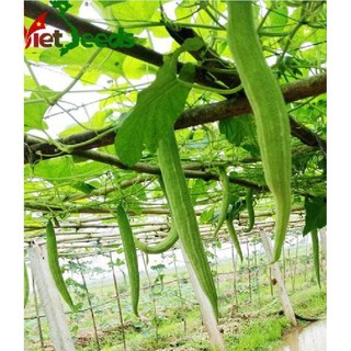 Hạt giống Mướp mèo (mướp nhật, lặc lày) gói 10 hạt