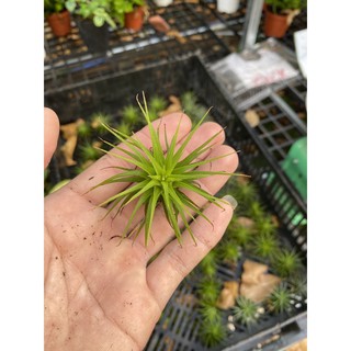 Cây không khí ionantha