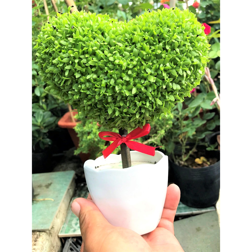 Chậu cây may mắn hình trái tim form thấp