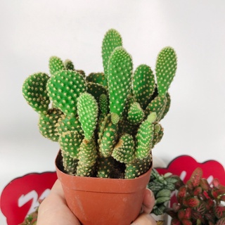 Xương rồng tai thỏ