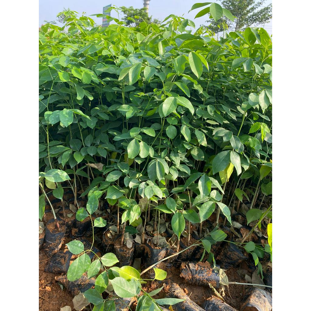 Cây giống gõ đỏ thuộc dòng gỗ quý  cây cao 30cm O96I44I236