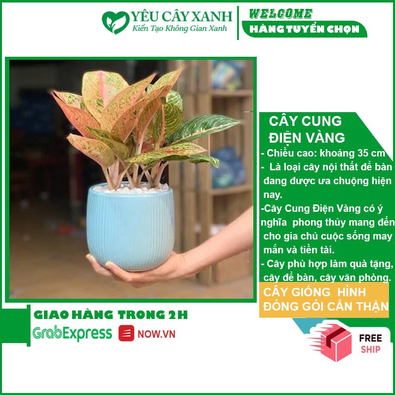 Cây Cung Điện Vàng để bàn kèm chậu
