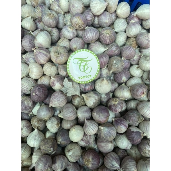 Tỏi cô đơn Phan Rang size to thơm ngon shop có bỏ sỉ (làm tỏi đen)