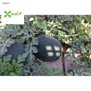 hạt giống dưa hấu đen ruột đỏ 10 hạt