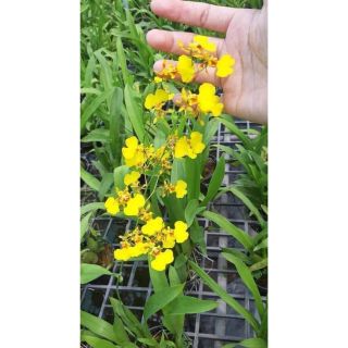 Hoa lan vũ nữ Damsay giống