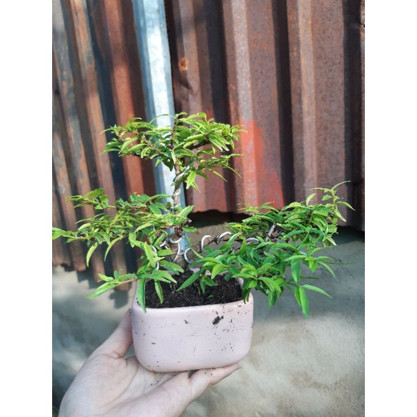 Mai chiếu thủy bonsai mini TẶNG CHẬU
