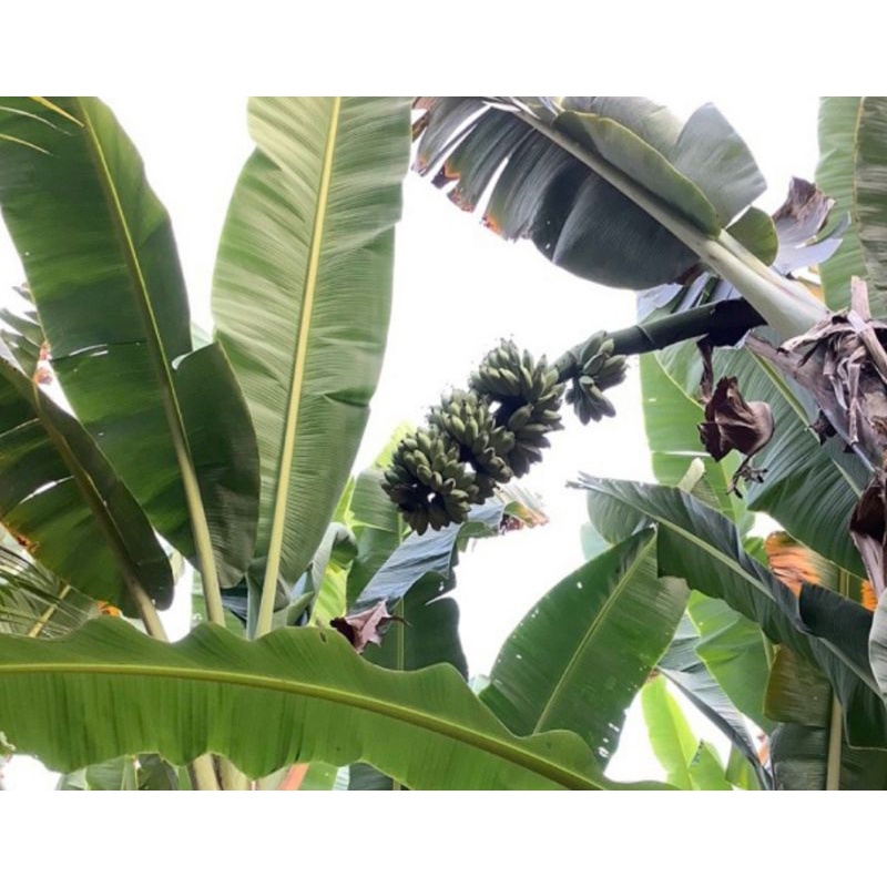 2Kg-Chuối sáp vàng cơm Bến Tre đặc sản