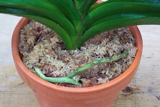 200g Rêu rừng Cao cấp  trồng Lan