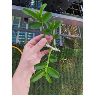 hoa phong lan ( Kie ) phi điệp ám Cổ Văn Giang
