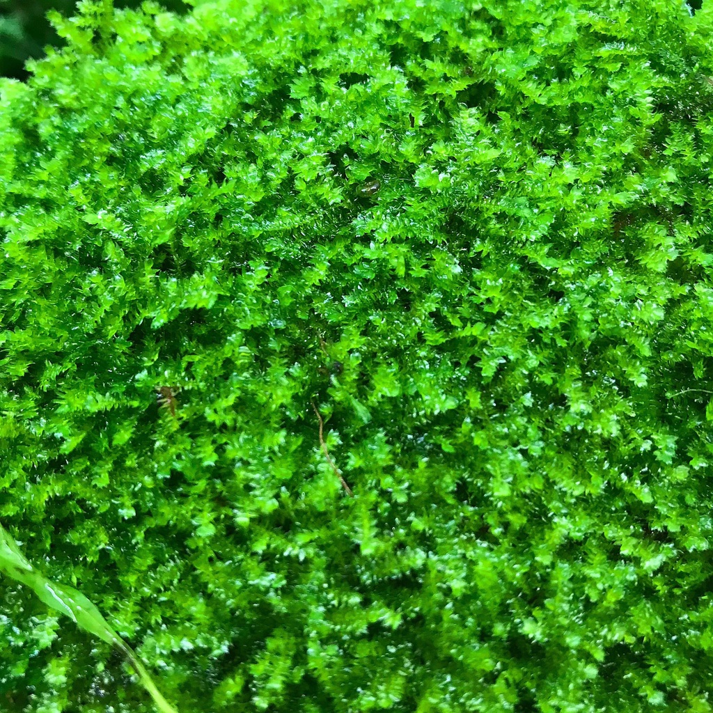 Vỉ Rêu Mini Taiwan 9x9cm (cây thủy sinh)