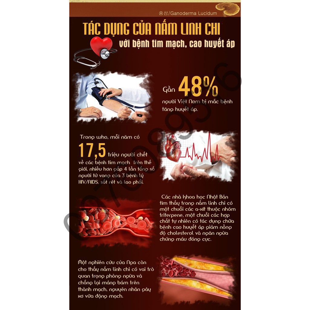 Nấm Hắc Linh Chi Hàn Quốc, Hộp Quà Biếu Sang Trọng