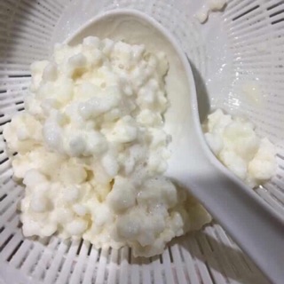 Nấm sữa Kefir , tươi,ko đông lạnh ( nuôi bằng sữa Organic)