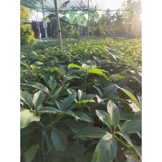 Cây bơ 034