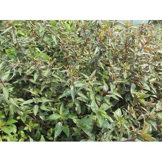Cây bọ mắm tím, cây dòi thân tím 500g - hỗ trợ ho hen lâu ngày, long đờm.