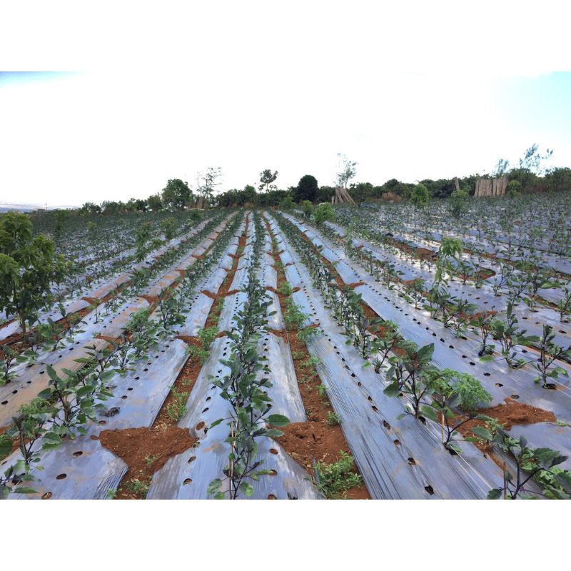 [1CUỘN 40M] màng phủ nông nghiệp 1,2m×40m hàng 30mic dầy bền