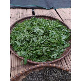 Chè San Tuyết Hoàng Su Phì - Hà Giang