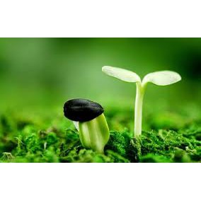Hạt giống rau má nhỏ