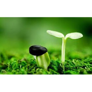 Hạt giống rau má nhỏ