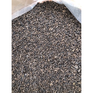phân dơi khô nguyên chất 1kg