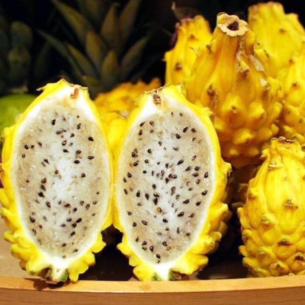 Sản phẩm Cây Thanh Long Tổ Yến Ecuador Vỏ Vàng Cực Ngọt  - Hàng chuẩn F1 + Tặng  phân hữu cơ cao cấp
