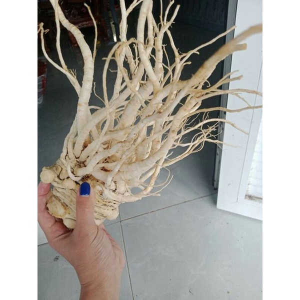 Sâm đương quy tươi Sìn Hồ Lai Châu