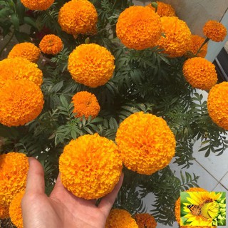 Hạt giống hoa Vạn thọ Cam lùn (30 hạt)