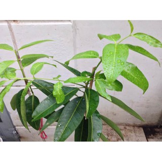 cây lá vối nếp giống