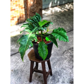 Cung Đàn Xuân | Philodendron jungle boogie