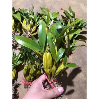Lan Hoàng lạp hoa siêu đẹp, dễ chăm sóc