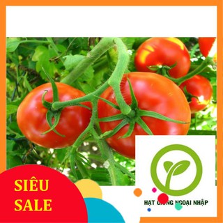 Gói 30 hạt giống cà chua chuỗi ngọc HAT F1