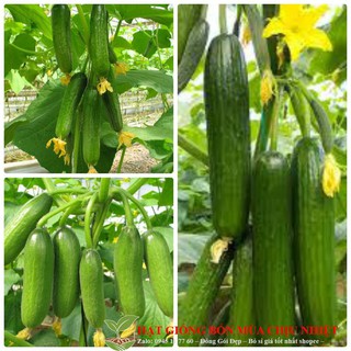 GÓI 10 HẠT DƯA LEO CHÙM DƯA LEO TỰ THỤ PHẤN GIỐNG NHẬT GÓI 10 HẠT luckyseed hạt siêu rẻ