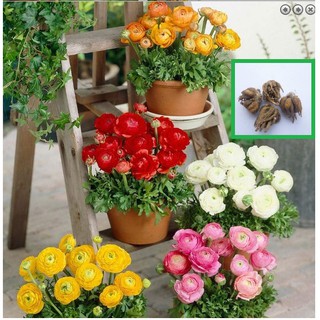 Combo 5 củ hoa hồng mao lương nhiều màu ( kèm 5 viên nén ươm củ )