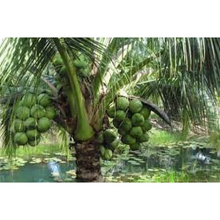 Cây Giống Dừa dứa