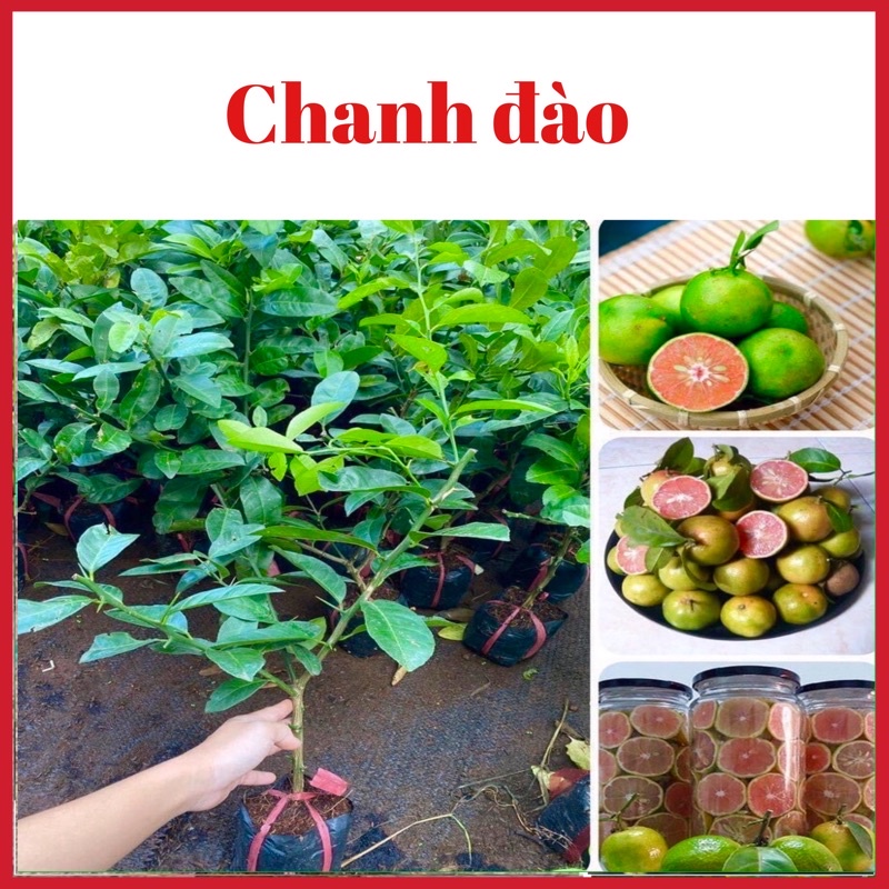 Cây chanh đào vỏ xanh ruột hồng cao 40-60cm không sâu bệnh (ảnh thật hình cuối)