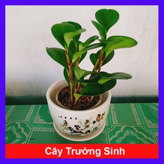 Cây Trường Sinh - cây cảnh để bàn