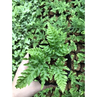 Dương xỉ đuôi công