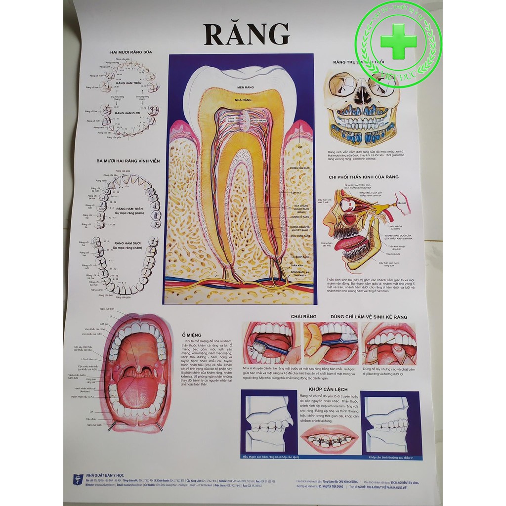 Tranh giải phẫu 13 tờ