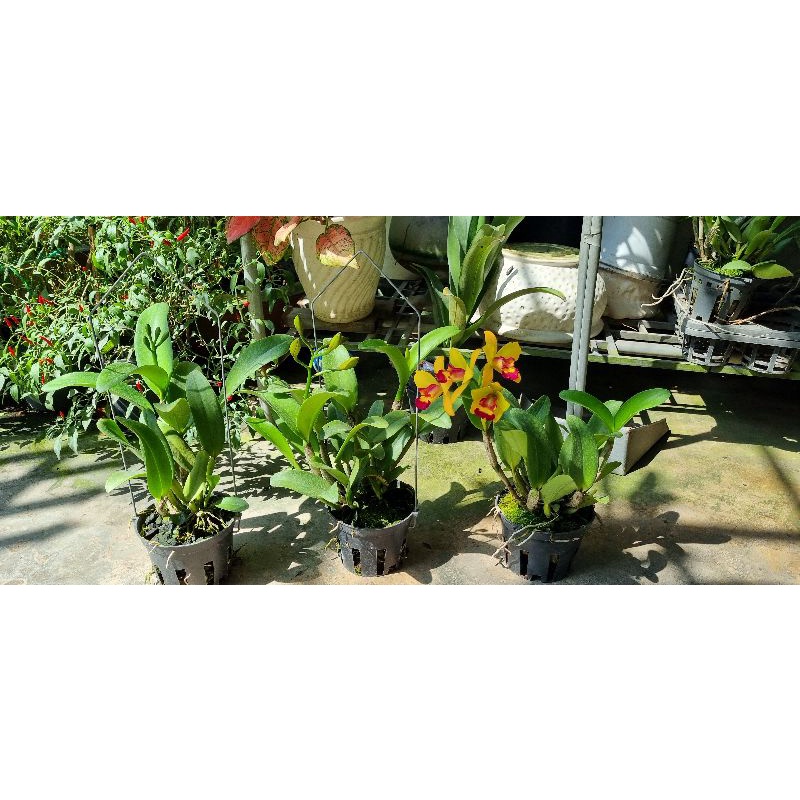 Hoa lan catt mini vàng lưỡi đỏ