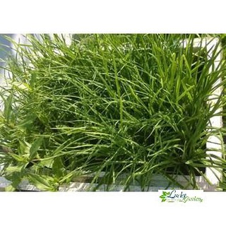1g hạt giống hẹ xtra tặng kèm phân và kích mầm