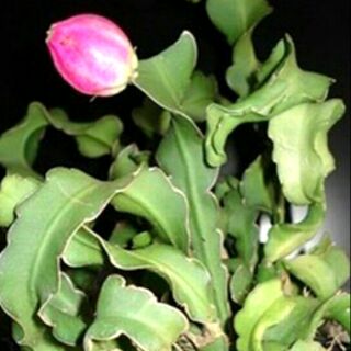 QUỲNH XOẮN (nhánh đơn đã rễ & cây 3-5 nhánh)